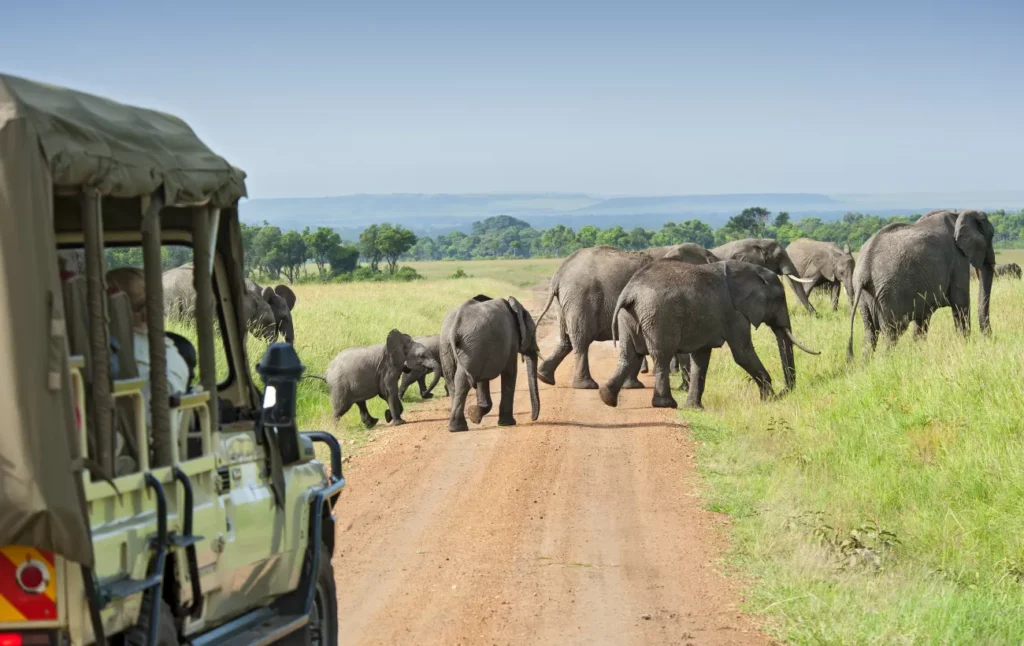 Safari Kilimanjaro in Tarangire