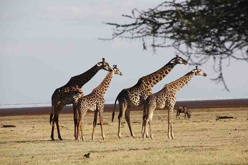 Safari Kilimanjaro