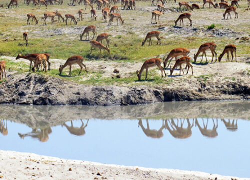 SAFARI TOUR STEENBOK