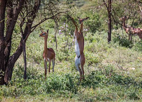 SAFARI TOUR GERENUK