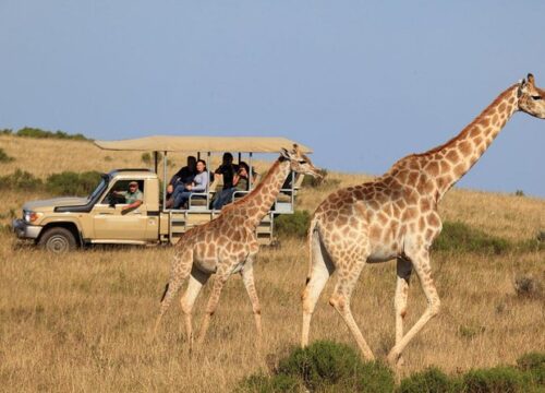 SAFARI TOUR DUIKER