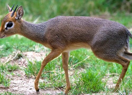 SAFARI TOUR DIK-DIK