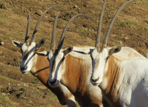 SAFARI TOUR ORYX