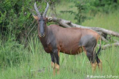 SAFARI TOUR TOPI