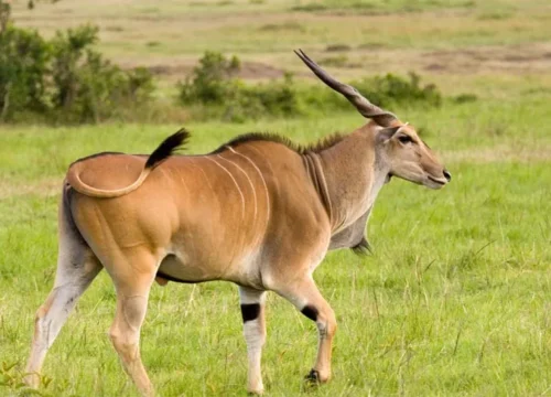 SAFARI TOUR ELAND