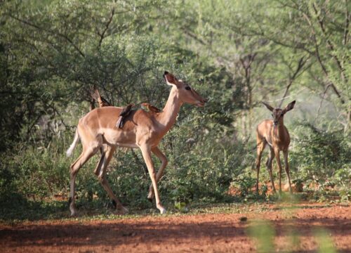 SAFARI TOUR IMPALA