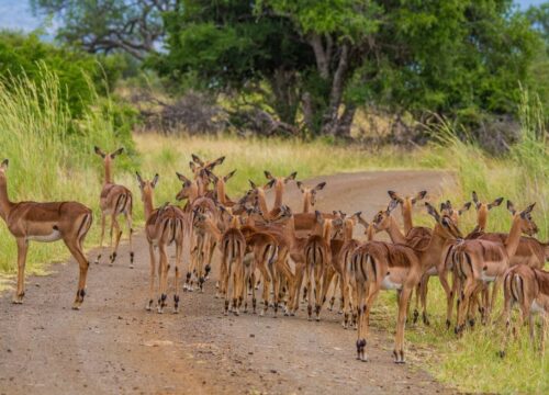 2025 Tanzania Safari & Kilimanjaro Tour: Your Ultimate Adventure in Tanzania Awaits