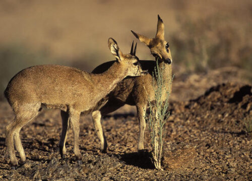 SAFARI TOUR KLIPSPRINGER