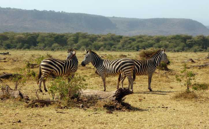  wild animal  around OL Doinyo Lengai