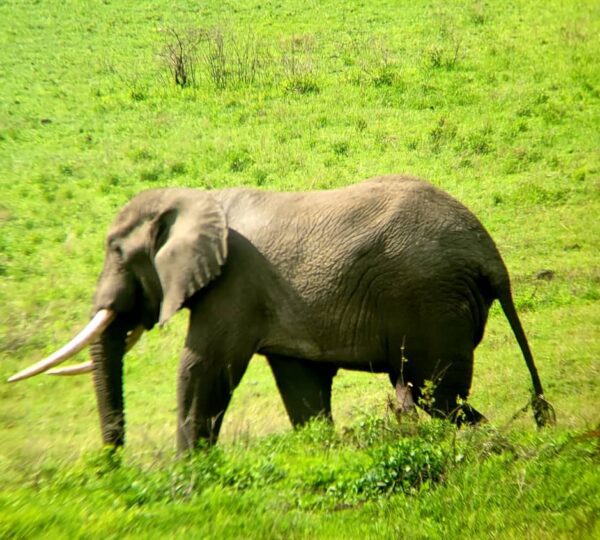 lemosho route then Tanzania Safari