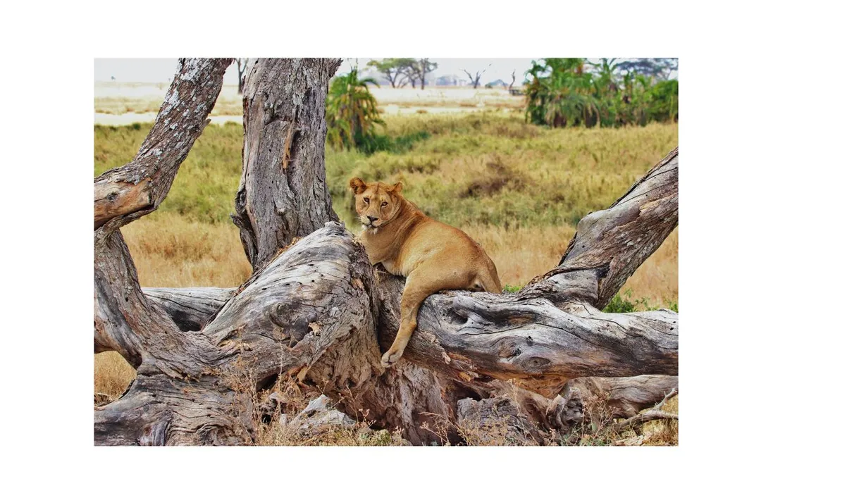 Tanzania Safari & Kilimanjaro Trek