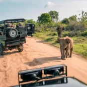 Tanzania safari tours