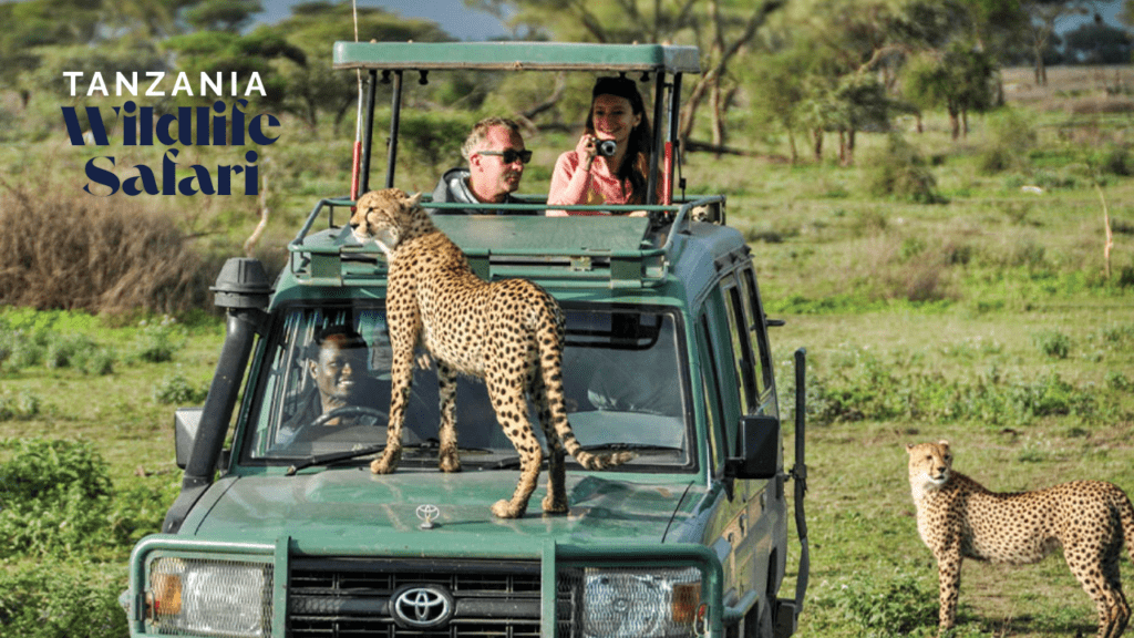 Tanzania Wildlife Safari