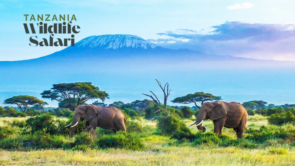 Tanzania Wildlife Safari