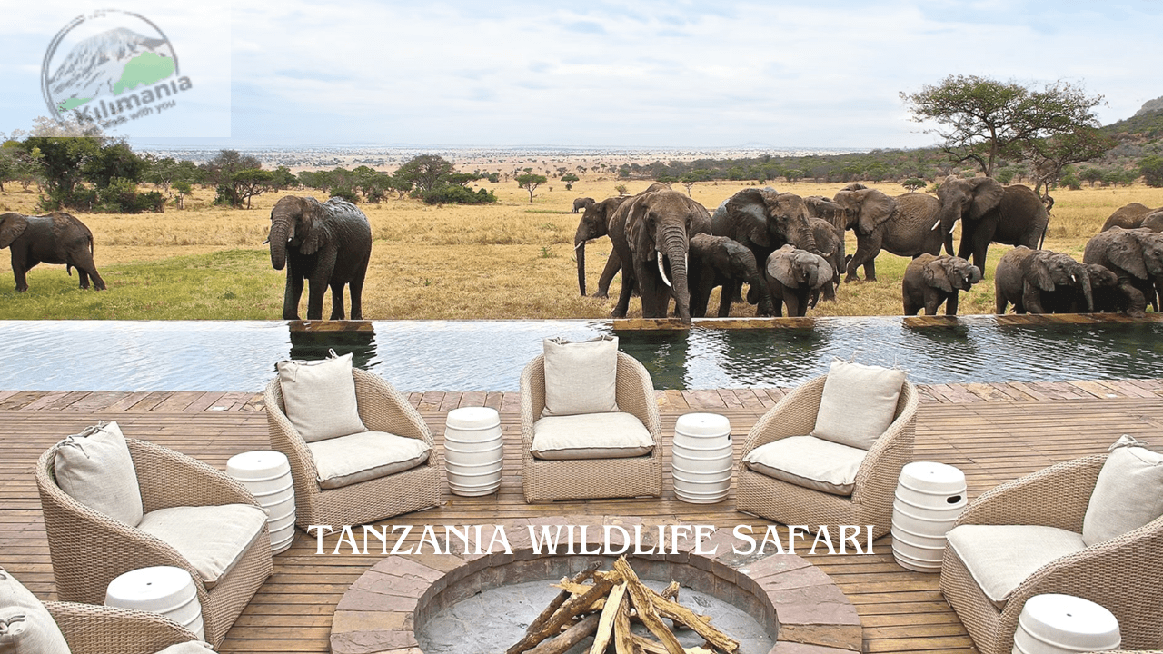 Tanzania Wildlife Safari