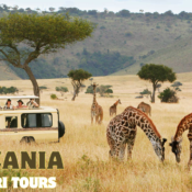 Tanzania Safari Tours