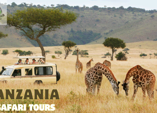 Tanzania Safari Tours: Experience Full of Wildlife and Mountains