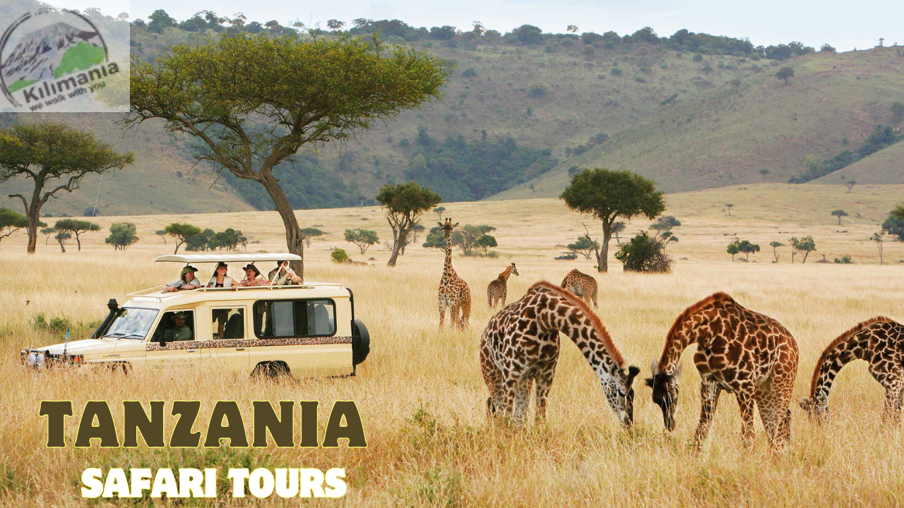 Tanzania Safari Tours