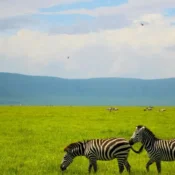 Tanzania treks and safaris