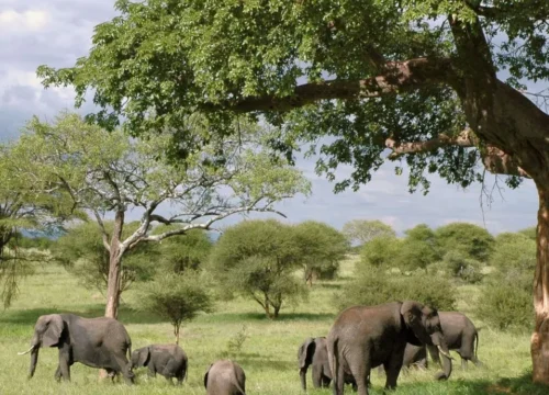 Unforgettable Tanzania Safari Adventure: Discover Africa’s Wildlife in the Heart of Tanzania