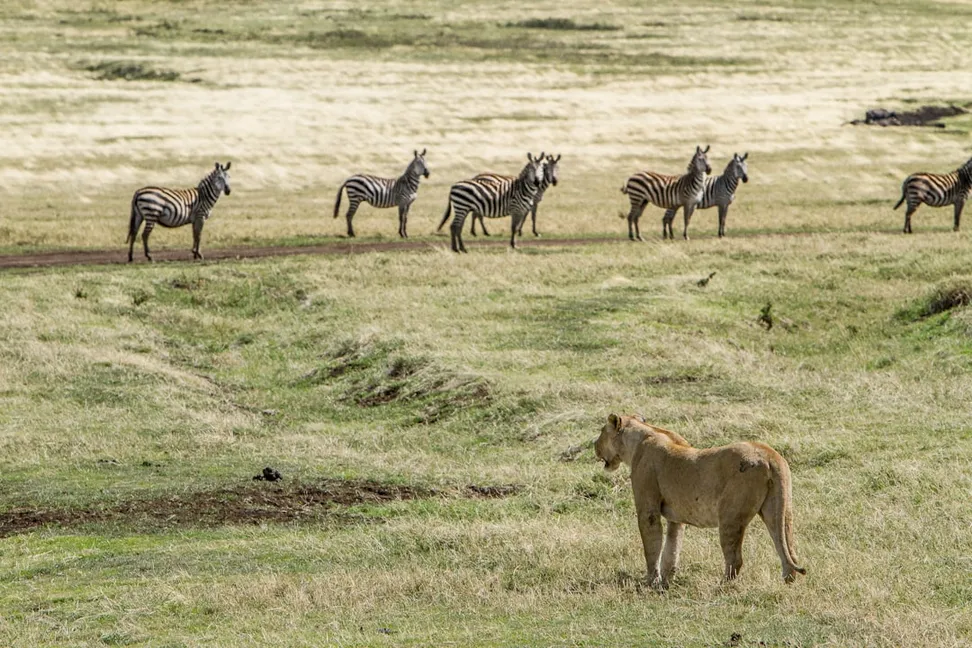 Tanzania Adventures
