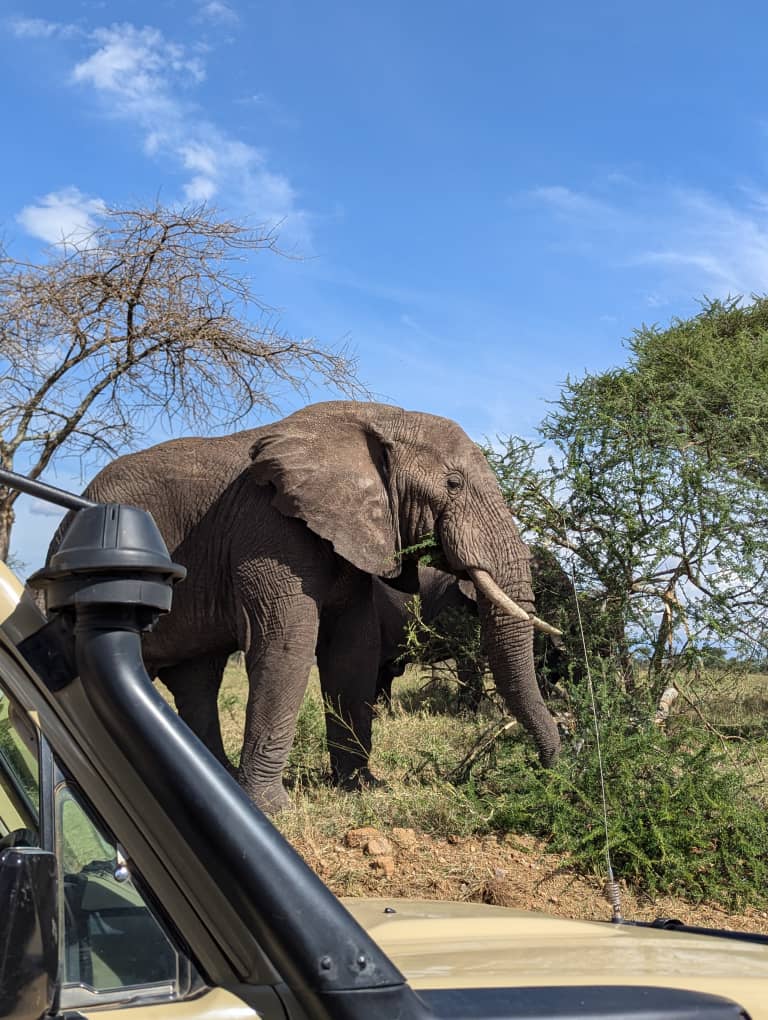 Tanzania Safari Reviews