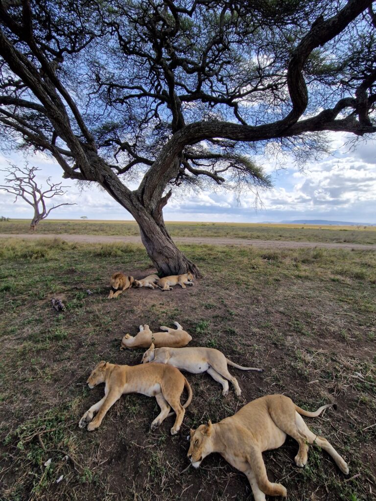 Tanzania Safari Tours
