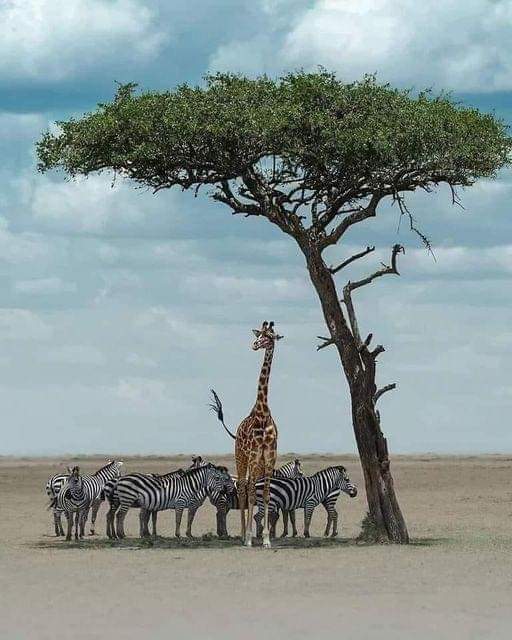Tanzania Safari Reviews