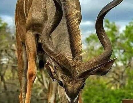 Tanzania Wildlife Safari: Africa’s Premier Safari Destination