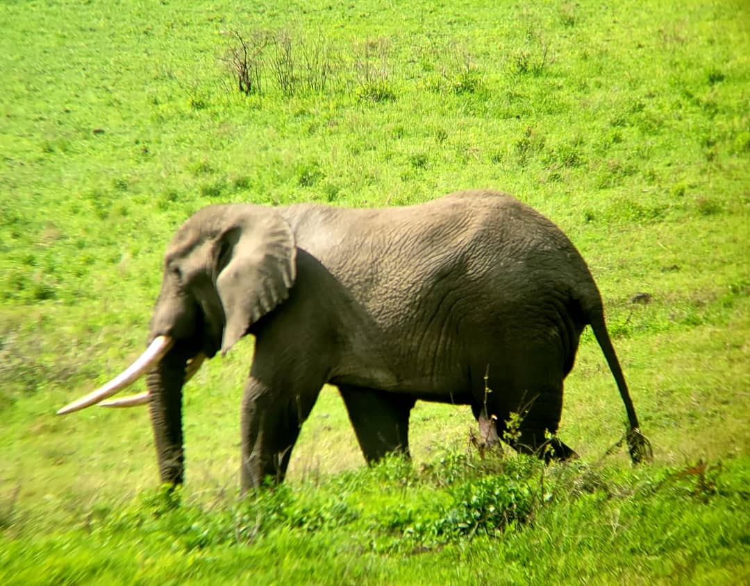Serengeti Safari