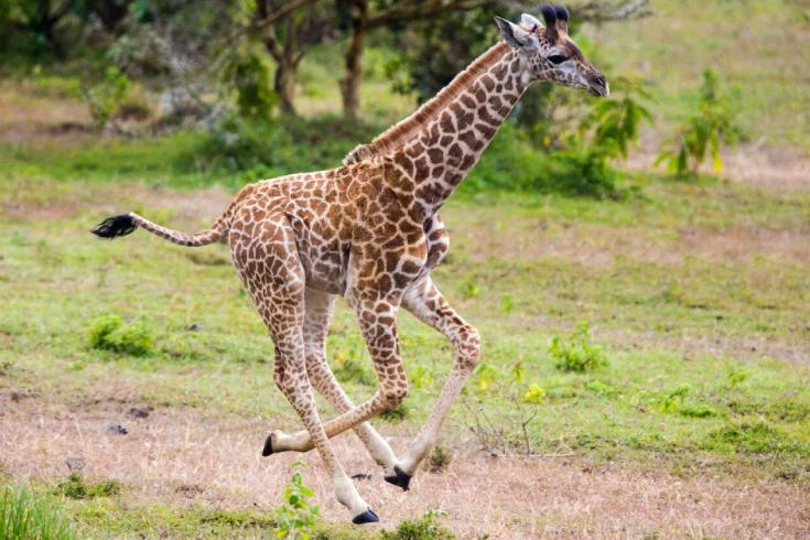 2-days-dik-dik-safari-2