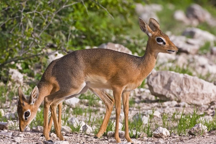 2-days-dik-dik-safari-4