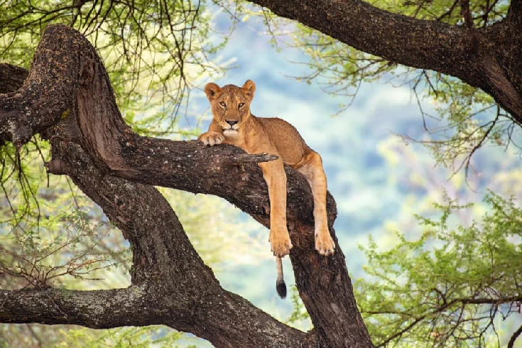 2-days-tanzania-duiker-safari-1