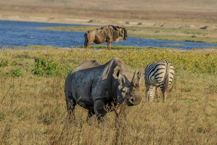 2-days-tanzania-duiker-safari-2
