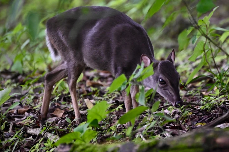 2-days-tanzania-duiker-safari-3