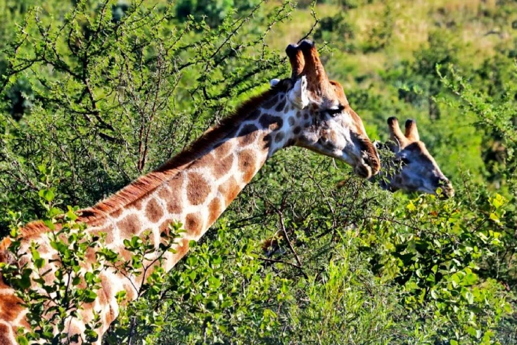 2-days-tanzania-duiker-safari-4