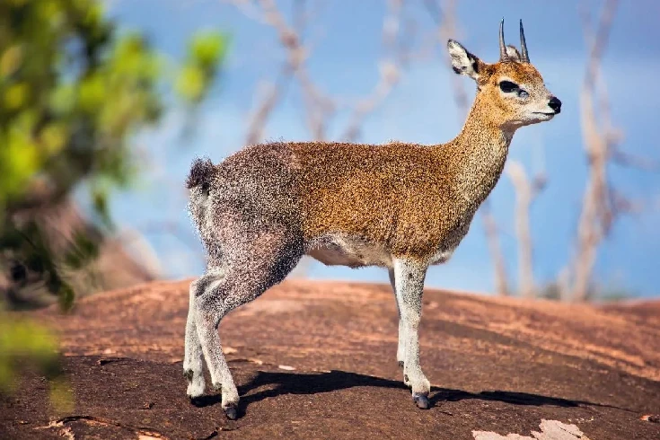 2-days-tanzania-klipspringer-safari-1