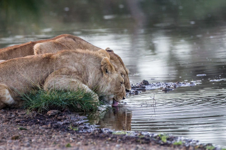 2-days-tanzania-klipspringer-safari-2
