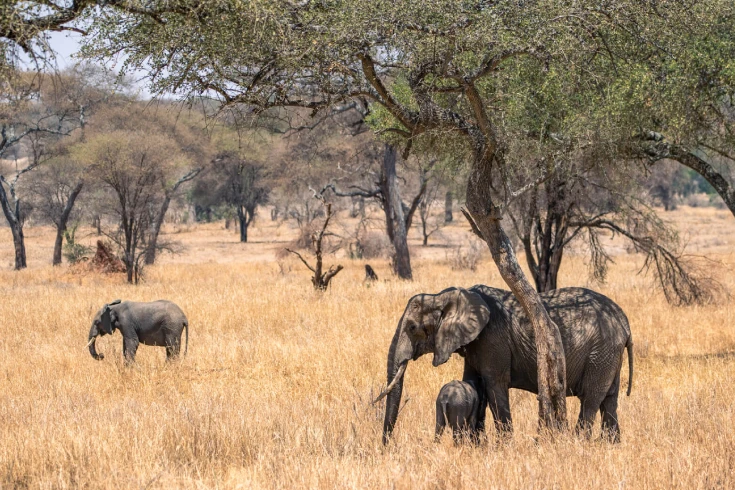 2-days-tanzania-klipspringer-safari-3