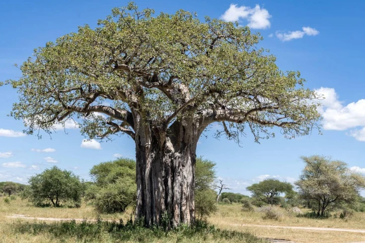 2-days-tanzania-suni-safari-1