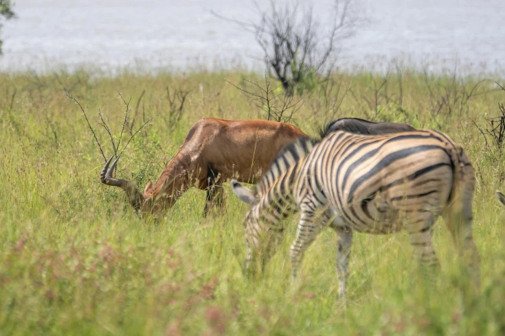 2-days-tanzania-suni-safari-2