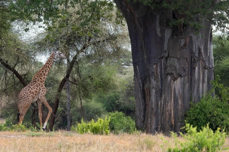 3-7-days-tanzania-budget-safari-1