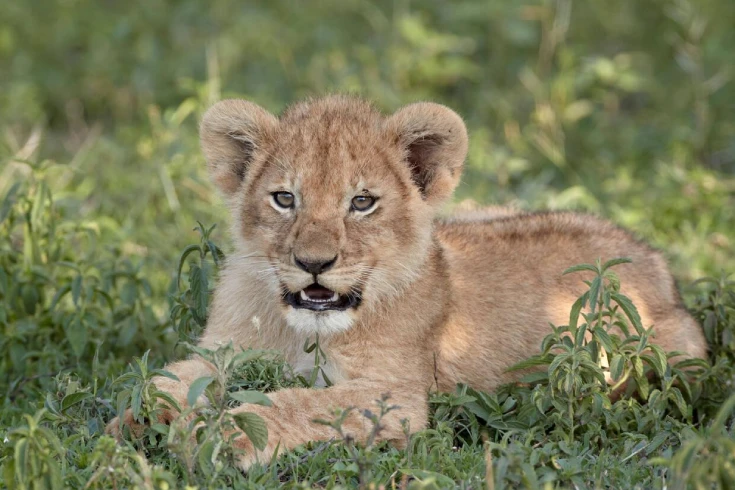 3-7-days-tanzania-budget-safari-3