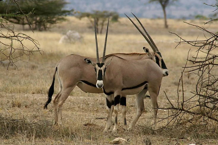 3-days-rhino-safari-in-mkomazi-1