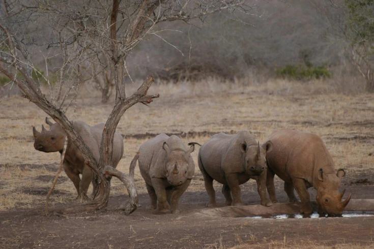 3-days-rhino-safari-in-mkomazi-4
