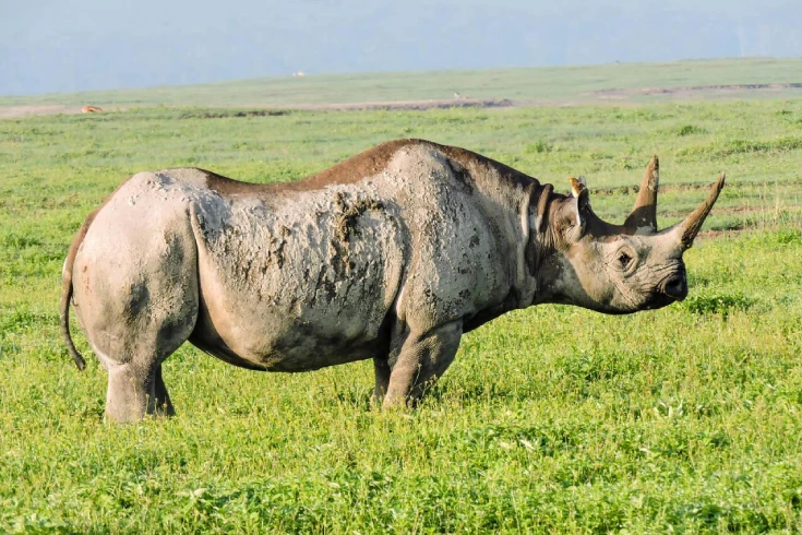 3-days-tanzania-budget-safari-1