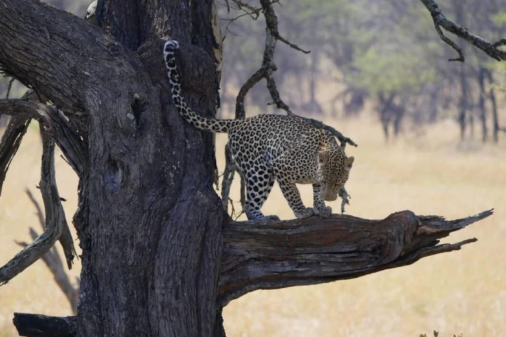 3-days-tanzania-budget-safari-2