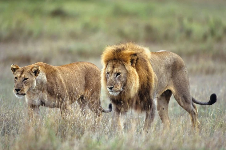 3-days-tanzania-budget-safari-4