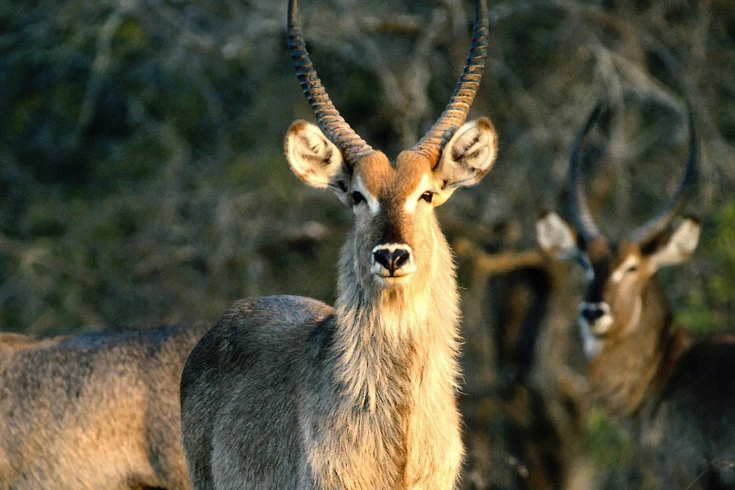 3-days-tanzania-grants-safari-2