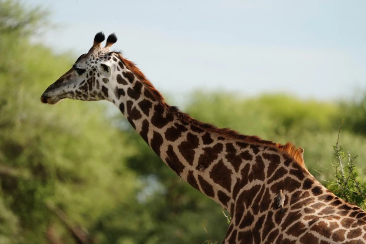 3-days-tanzania-grants-safari-3